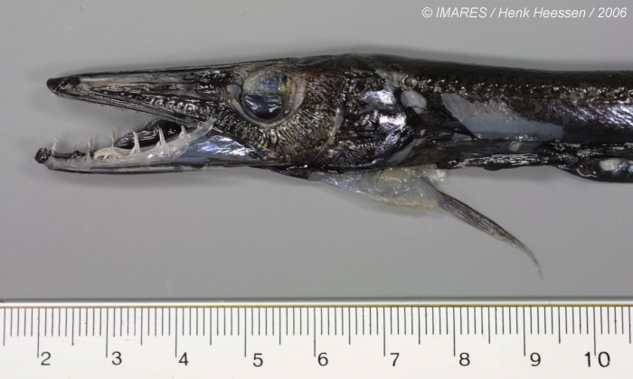 Frable's tweet photo. Not a ton of U for #fishABC... stuck in midwater fishes, we'll go with the barracudina Uncisudis! A poorly known genus found throughout the world's oceans recognizable for its slightly hooked lower jaw...sometimes? #mysteriousfish #deepseafish https://t.co/BV339z0X71