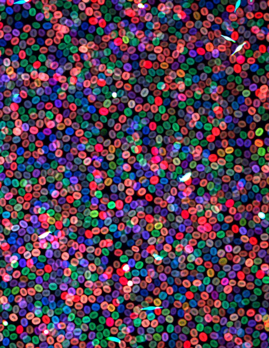 mICROBIOsh's tweet image. Esta imagen de microscopía nos muestra glóbulos multicolores, marcados genéticamente con proteínas fluorescentes, que pueden rastrear el linaje celular clonal. 🌈🎨

DOI: 10.1126/science.acx9495