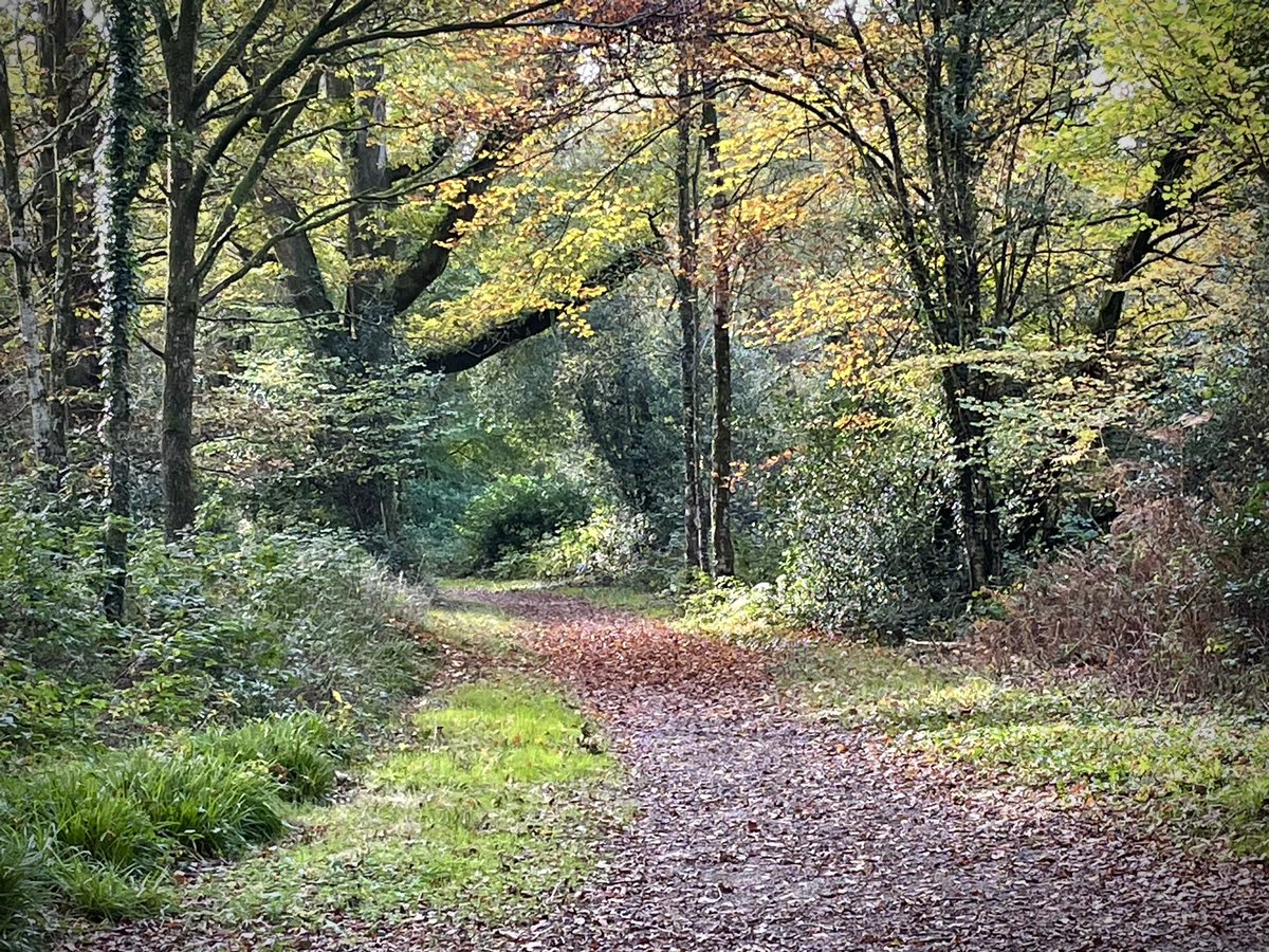 LivEarthPhoto's tweet photo. Making the most of Sundays in autumn! Couple of phone pics from a lovely family stroll through Tomnafinnoge Woods today ๐
#tomnafinnogewoods #tinahely #wicklowwalks #autumn #autumncolours #autumnlight #wicklowoutdoors #wicklow #visitwicklow https://t.co/crtE6FY1pf