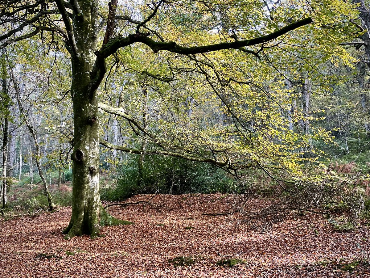 LivEarthPhoto's tweet photo. Making the most of Sundays in autumn! Couple of phone pics from a lovely family stroll through Tomnafinnoge Woods today ๐
#tomnafinnogewoods #tinahely #wicklowwalks #autumn #autumncolours #autumnlight #wicklowoutdoors #wicklow #visitwicklow https://t.co/crtE6FY1pf