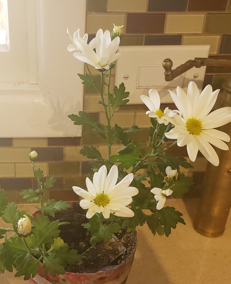 This beautiful flower died this spring. My husband nursed it back to health and its blooming in November! This makes me smile. #Daisies #SmallStuff #Smile