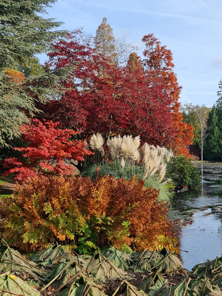 pmhiggins's tweet photo. A bit late in the season but always spectacular at Sheffield Park Gardens #sheffieldparkNT #nationaltrust #Autumn https://t.co/KbDXbEhghZ