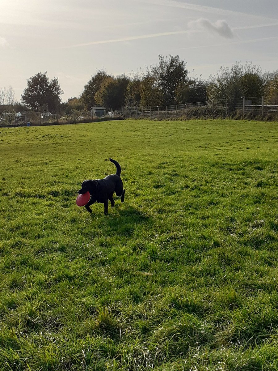 FurbabyPrince's tweet photo. Well a hectic day I've also been out #k9rec with my humons, doing #zoomies played in da #sandpit and playing in the tyres, great fun๐ https://t.co/LpwzRgsQo2