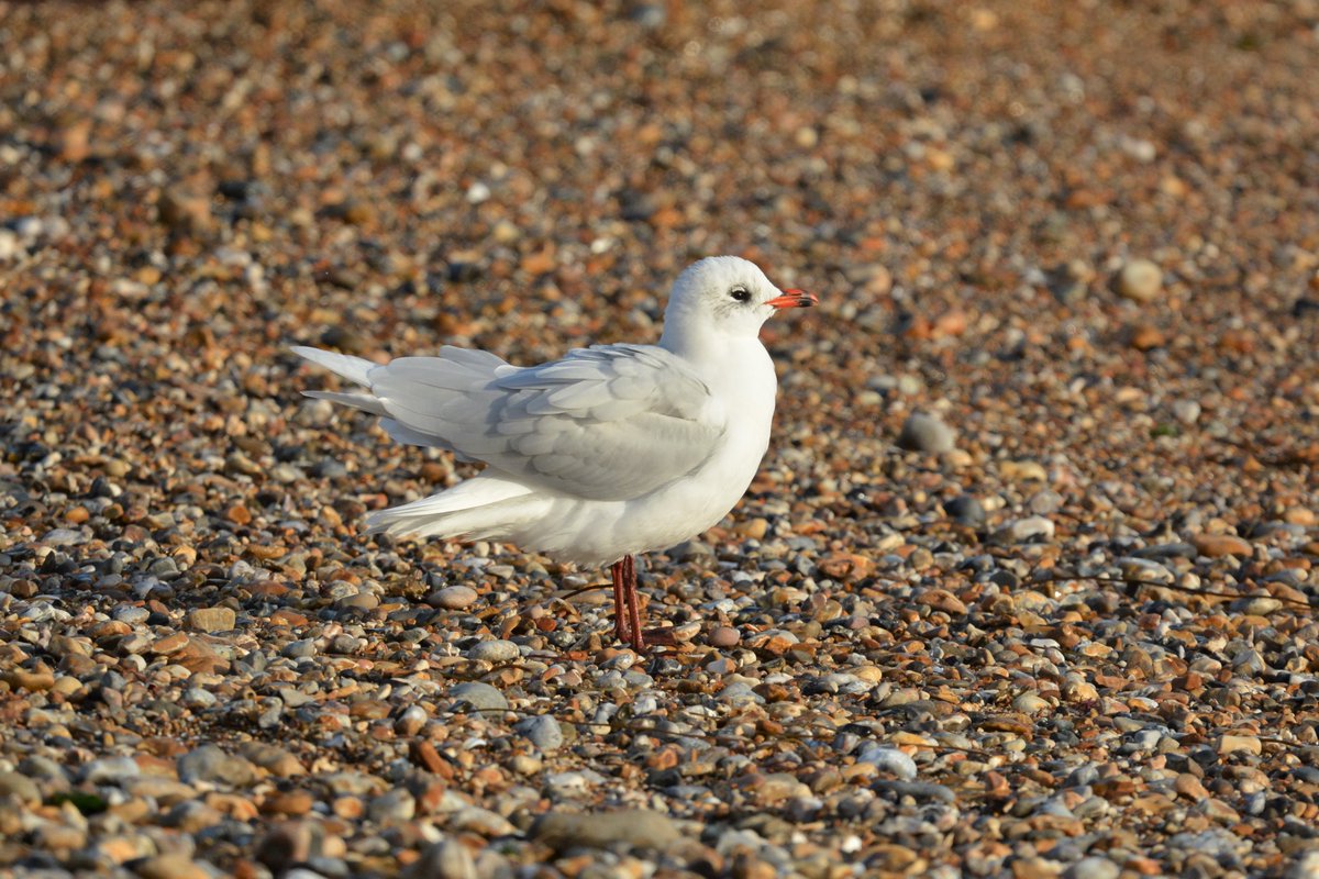 A Mediterranean Gull giving that lovely plumage a bit of a shake. Selsey Bill @SelseyBirder Nikon D7100 Sigma 100-400 f/5-6.3