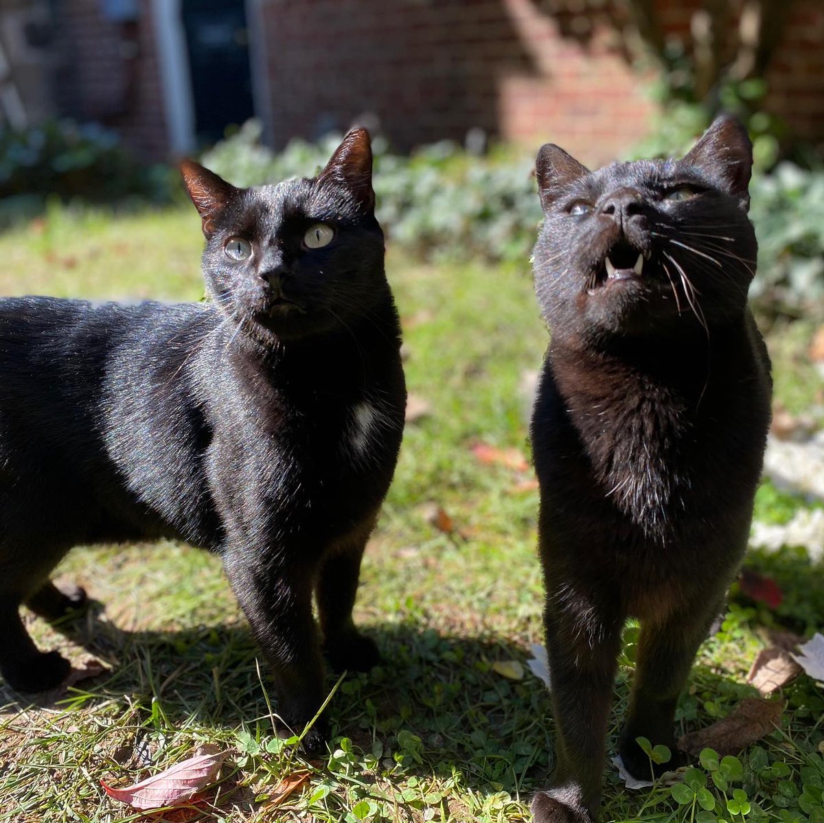 PoeMuseum's tweet photo. 9 years ago today, we found baby Edgar and Pluto hiding behind our shrine. We took them in, gave them food and a warm bed, and they have stayed with us ever since! Edgar and Pluto love to greet guests, entertain tour groups, and keep the garden safe from evil squirrels and birds. https://t.co/KX6Ln3F9QY