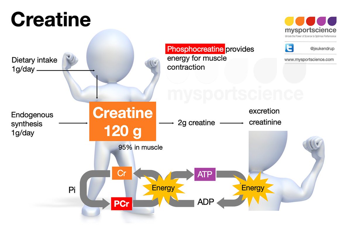 Jeukendrup's tweet photo. Creatine and performance. Consensus and facts. https://t.co/KCq3Ry0x7P https://t.co/30F5CQOjAZ