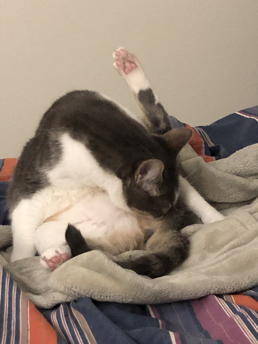 DottieandGeeGee's tweet photo. When you try to show your friend cute Halloween pics on your phone and there’s like a dozen pics of your cat licking her butt 😹#catmom https://t.co/sbTmK8uNas