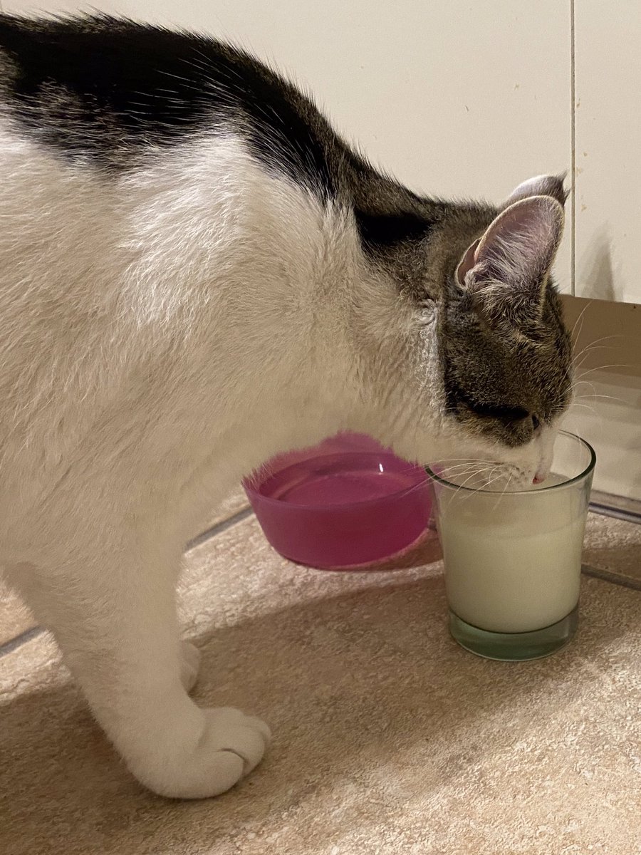 Bovidiva's tweet photo. Does anyone elseโs #cat only drink #milk out of a glass? #CatsOfTwitter #CheeseCat https://t.co/GzkhLlNL49