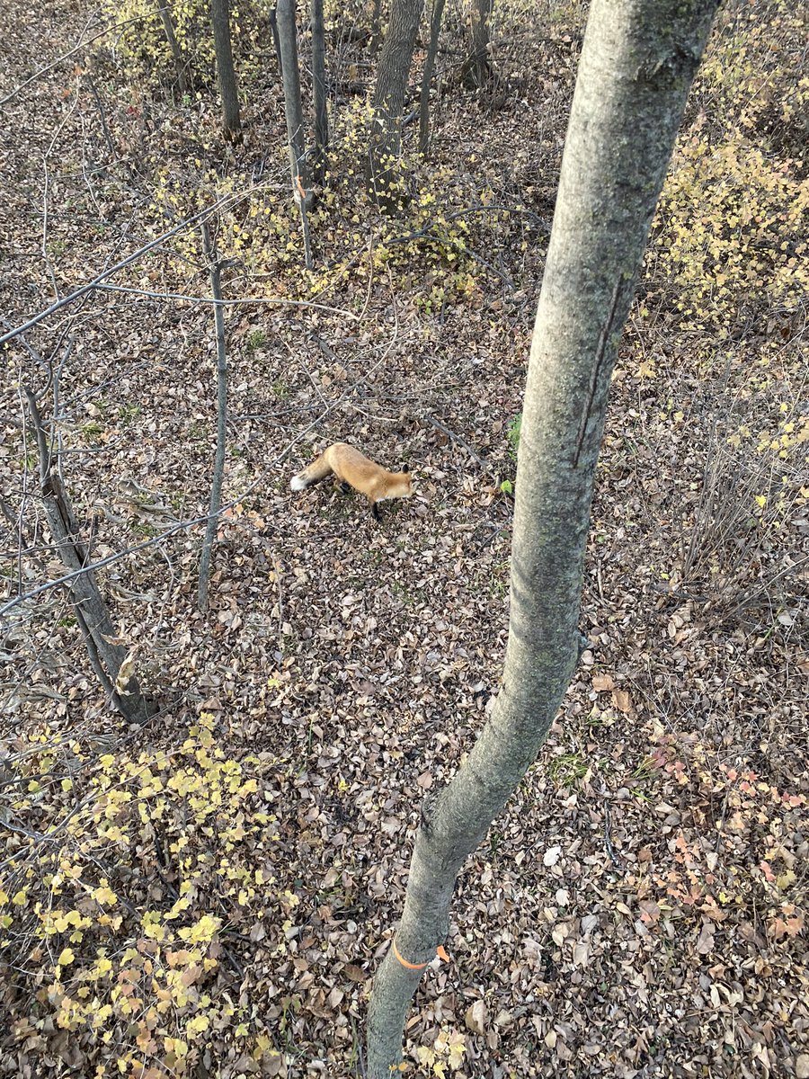 ItsJustBrando's tweet photo. Views from my deer stand! #deerhunting #deercampmn https://t.co/kjlqtuMxxw