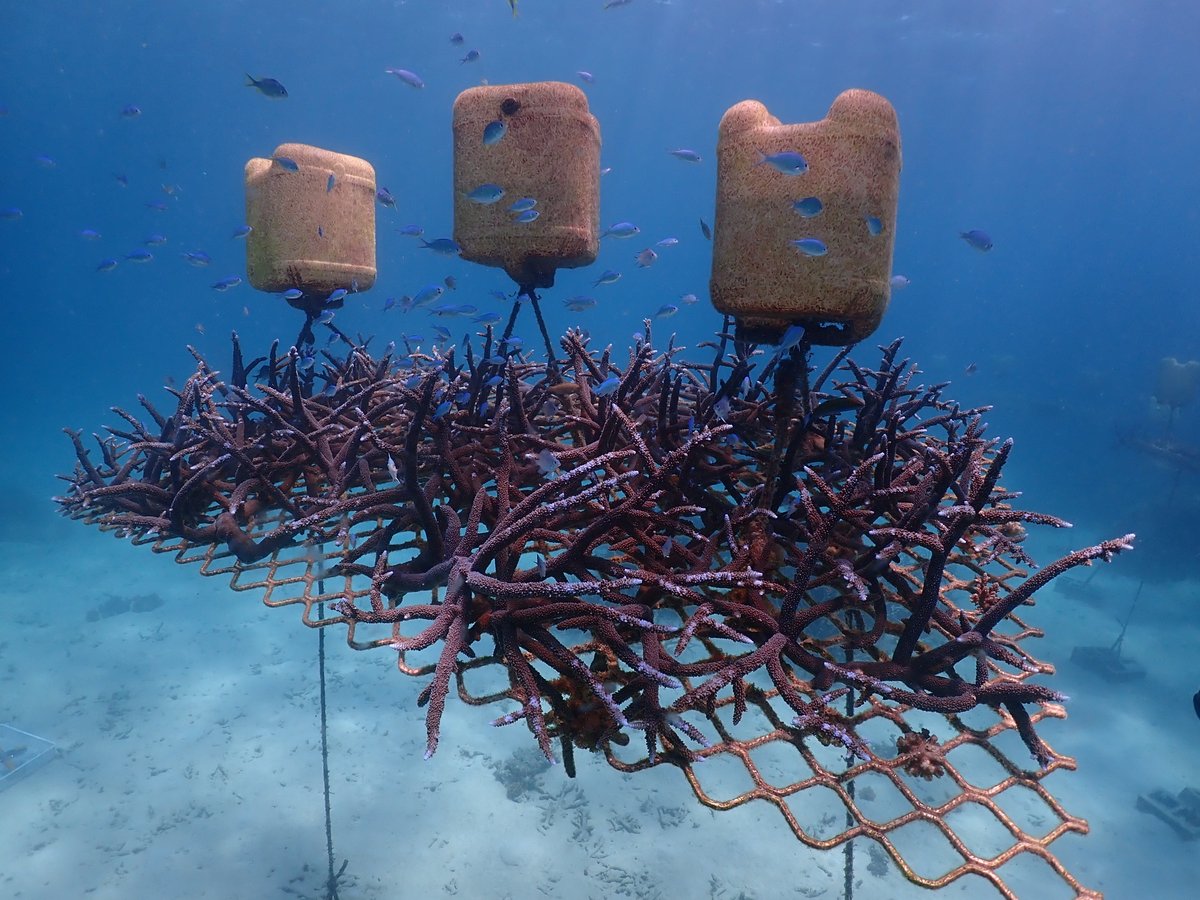 UTS Alumni (@utsalumni) on Twitter photo This Wednesday 10 Nov Celebrate #WorldScienceDay @ 12.30pm Science in Focus Series:Rebuilding Australia’s Coral Reefs with <a href="/DavidJSuggett/">David J Suggett</a>, <a href="/emmafcamp/">Emma Camp</a>, Dr Melissa Edwards, Johnny Gaskell as they explore <a href="/CoralNurture/">Coral Nurture Program</a> Register:bddy.me/3o07BQc This Wednesday 10 Nov Celebrate #WorldScienceDay @ 12.30pm Science in Focus Series:Rebuilding Australia’s Coral Reefs with <a href="/DavidJSuggett/">David J Suggett</a>, <a href="/emmafcamp/">Emma Camp</a>, Dr Melissa Edwards, Johnny Gaskell as they explore <a href="/CoralNurture/">Coral Nurture Program</a> Register:bddy.me/3o07BQc