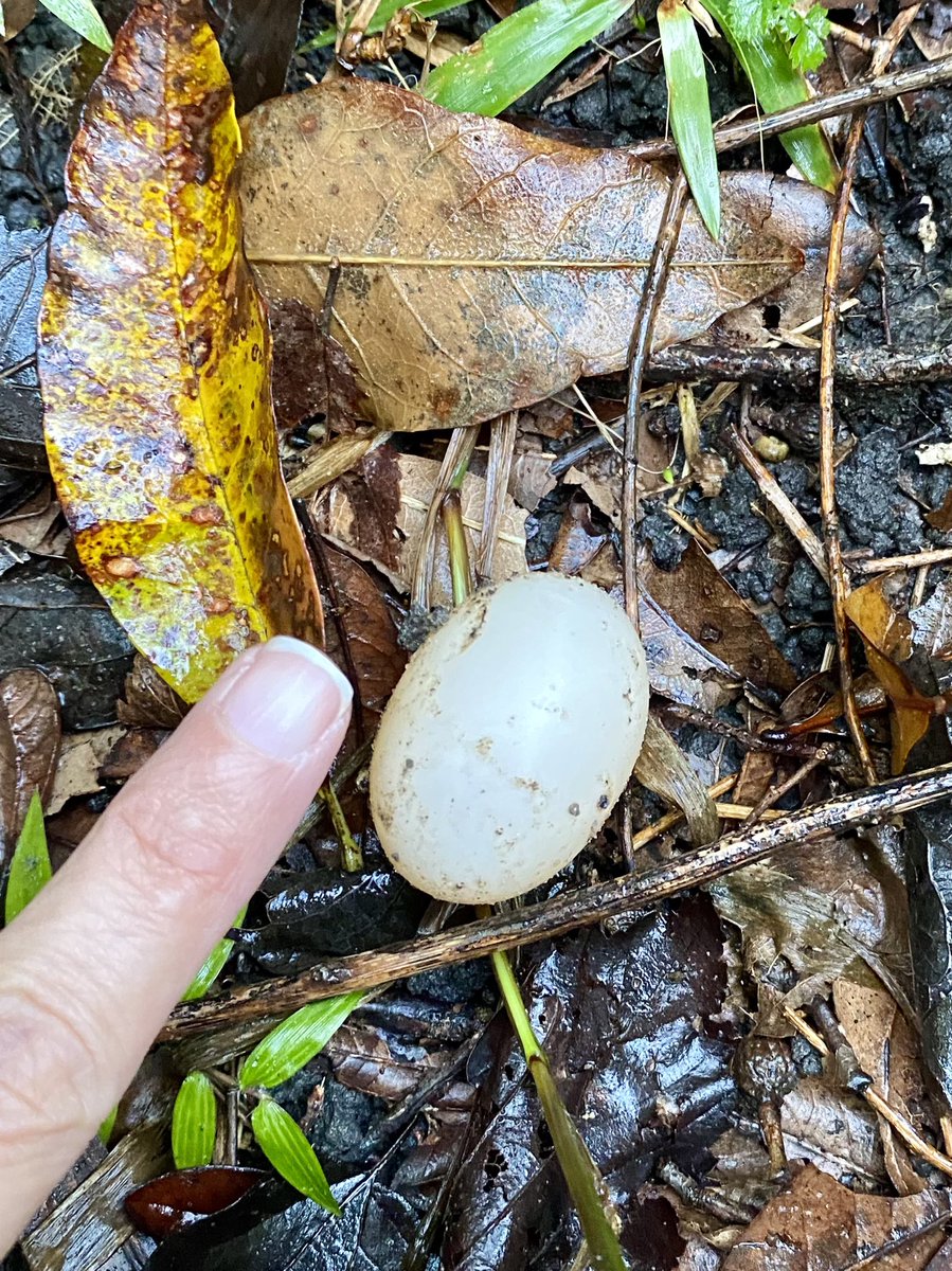 dolbyl's tweet photo. “I believe that there is a subtle magnetism in Nature, which, if we unconsciously yield to it, will direct us aright.” –Henry David Thoreau 😊. I think 💭 so… #OptOutside #outdoor #nature #NaturePhotography #sundayvibes #wildlifephotography #turtleegg #fungi #mushroom #trees https://t.co/hjHJrx57Pv