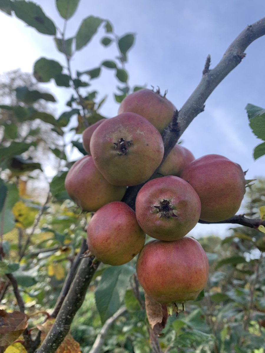 Quick visit to the great Oxford Botanic Garden <a href="/OBGHA/">University of Oxford Botanic Garden and Arboretum</a>, wonderful stuff. Season of mellow fruitfulness…