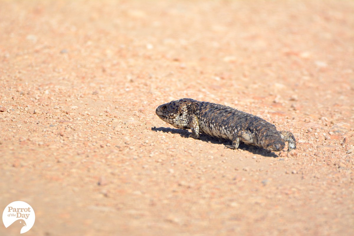 ParrotOfTheDay's tweet photo. @_erikaroper Our theory is that shingleback lizards secretly crave human company and lie on roads so we're forced to interact with them, but then they deny everything and act grumpy about it... https://t.co/OxvnKzWovt
