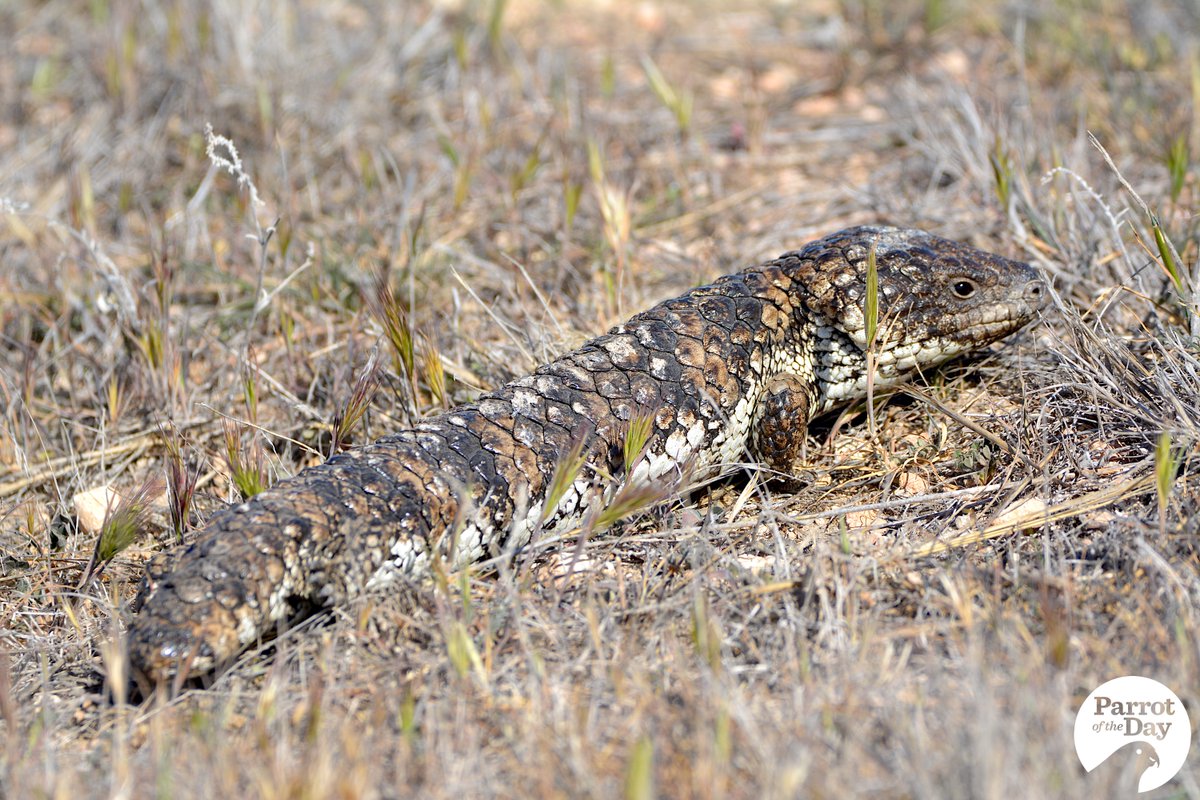 ParrotOfTheDay's tweet photo. @_erikaroper Our theory is that shingleback lizards secretly crave human company and lie on roads so we're forced to interact with them, but then they deny everything and act grumpy about it... https://t.co/OxvnKzWovt