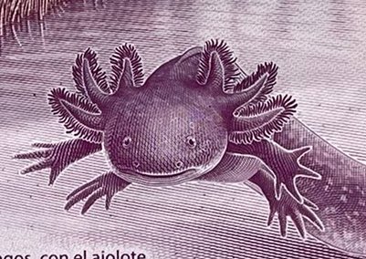 ghostcolour's tweet photo. El ajolote del nuevo billete de 50 really said: 

GÁSTAME EN VICIO https://t.co/1JpmPq3K2n