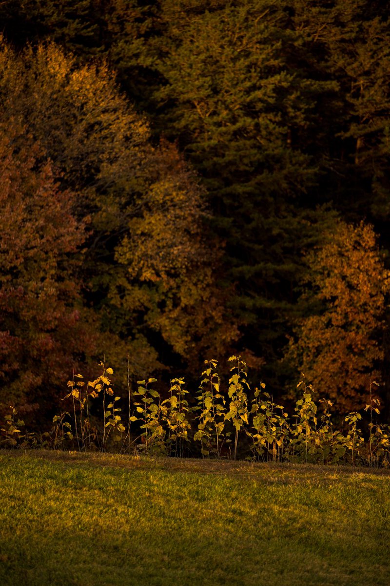 cbnphotogmg's tweet photo. Beautiful fall colors. #fallcolors #virginiafall #canonr6 https://t.co/hrrSy81RMo