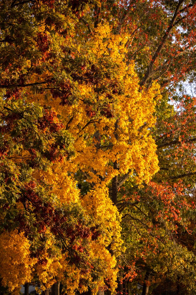 cbnphotogmg's tweet photo. Beautiful fall colors. #fallcolors #virginiafall #canonr6 https://t.co/hrrSy81RMo