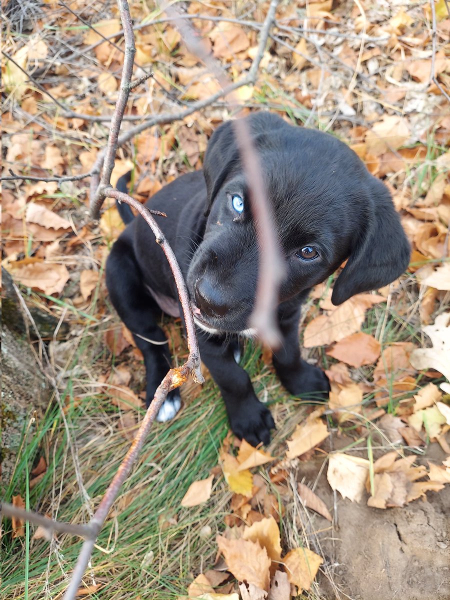 New pup and future #shopdog Sunny!