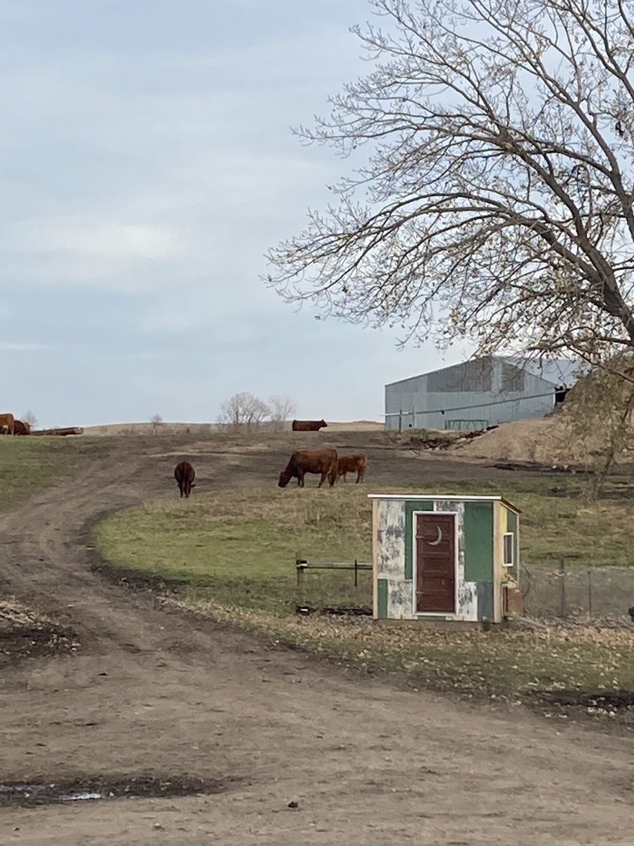 NamSordquist's tweet photo. Harvest is done, fertilizer is done, tillage is done. And the cows are home because they’re too big of pussies to actually graze corn stalks. https://t.co/DqwXOhPJmy