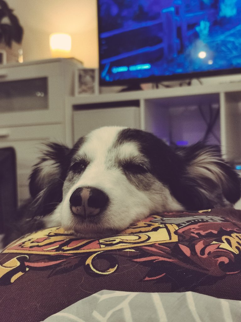 maryintothewoo1's tweet image. Liebe twitterer, ich bin wie angekündigt erstmal im Urlaub und ruh mich fett aus wie Selma hier, nächster stream deswegen voraussichtlich nächsten samstag, vll freitag ❤️ schöne woche und passt auf euch auf #TwitchDE #streamoffline