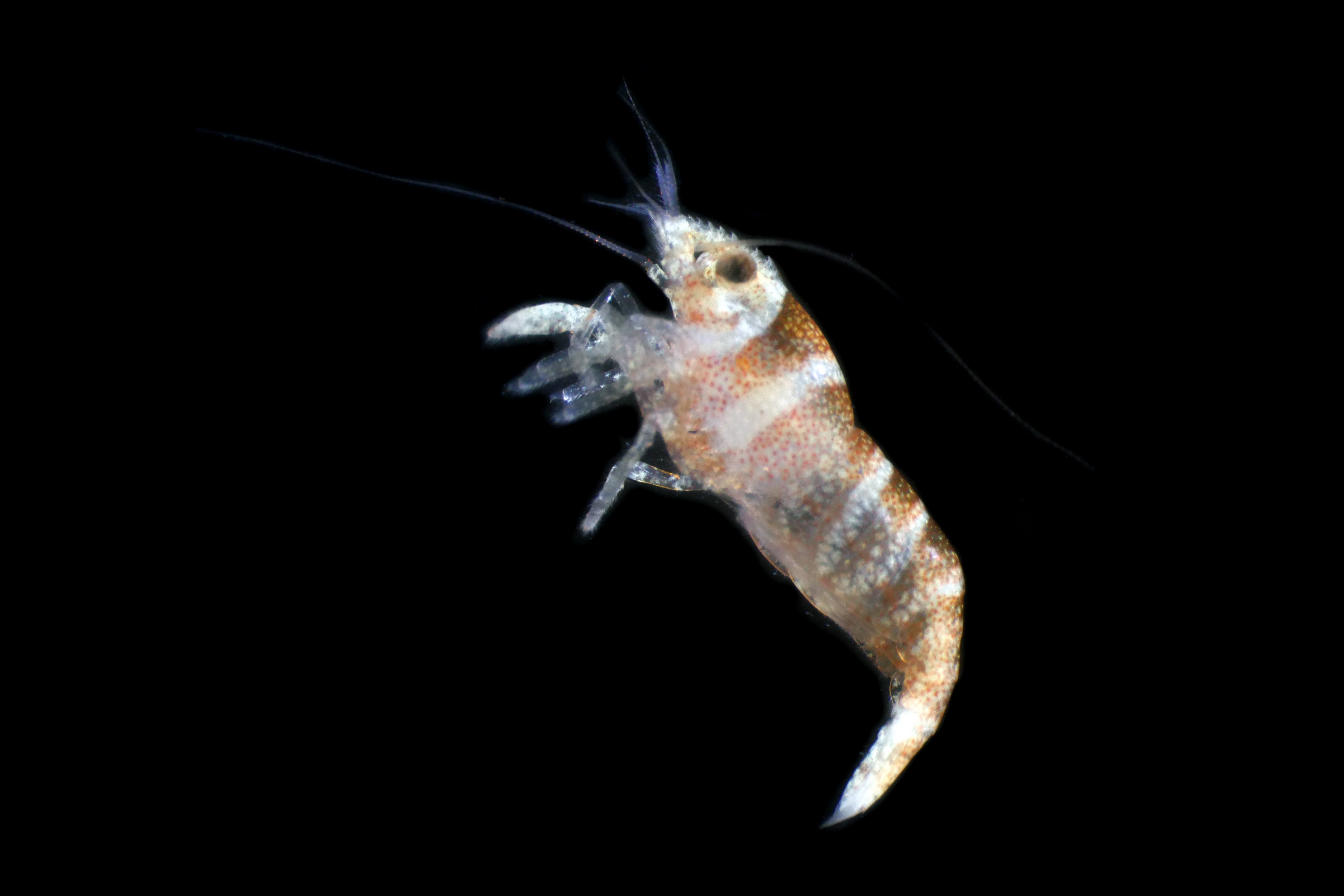 Christopher Mah Pa Twitter Transl It Is A Small Shrimp With A Body Length Of About 10 Mm Which Is Thought To Be The Basket Star Shrimp Lipkemenes Lanipes Kemp 1922 That