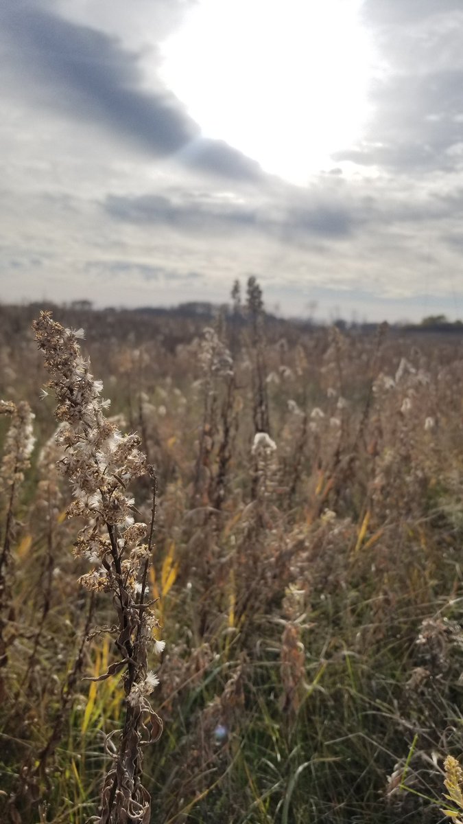 PrairieFungus's tweet photo. Perhaps the last prairie hike of the season before the snow https://t.co/E3JuaFrINZ
