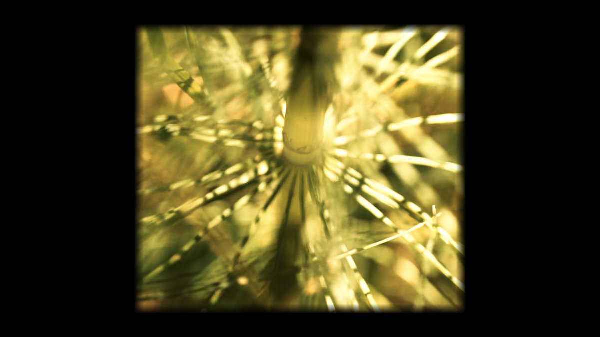 Maxlouvo's tweet photo. Granules.   (1)

#photography 
#photooftheday https://t.co/0ay3pGhHFN