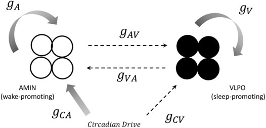 Plamen Ch. Ivanov (@plamenchivanov) on Twitter photo Stochastic phase synchronization & chimera states in #networks of #sleep & wake promoting neuronal oscillators explain asymmetry in brain hemispheres activity during sleep & unihemispheric sleep in certain species. In <a href="/FrontNetPhysiol/">Frontiers - Network Physiology</a>: doi.org/10.3389/fnetp.…
#NetworkPhyiology Stochastic phase synchronization & chimera states in #networks of #sleep & wake promoting neuronal oscillators explain asymmetry in brain hemispheres activity during sleep & unihemispheric sleep in certain species. In <a href="/FrontNetPhysiol/">Frontiers - Network Physiology</a>: doi.org/10.3389/fnetp.…
#NetworkPhyiology