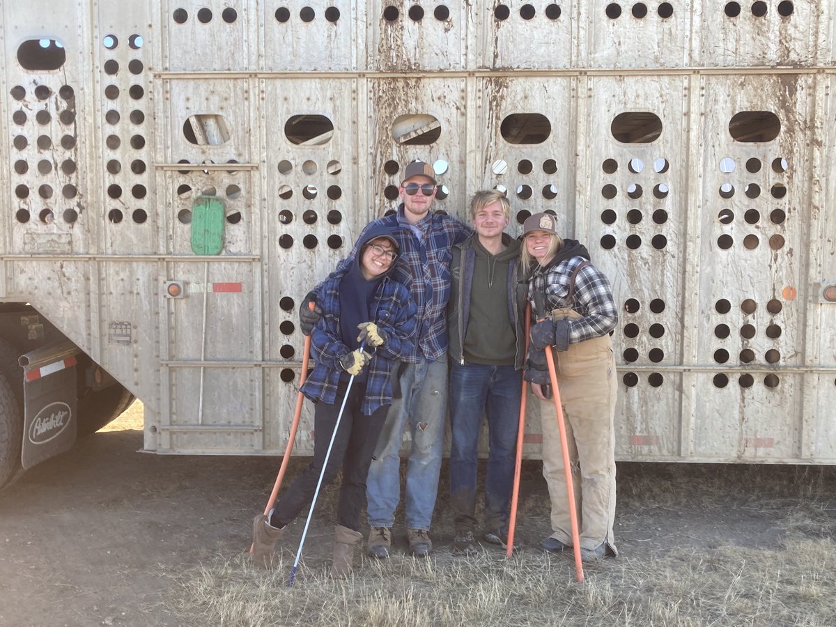 Our cattle loaders today.