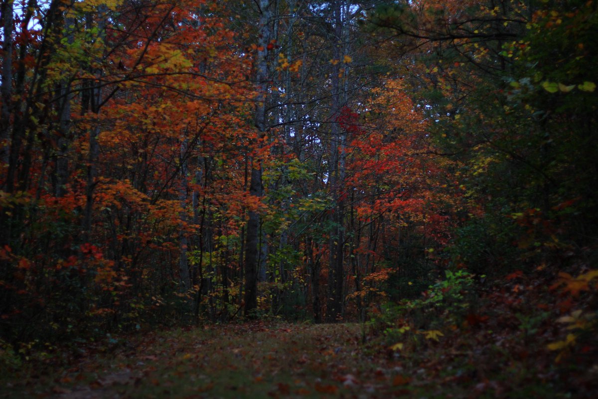 ExploreSylva's tweet photo. wander.....
#exploresylva #smokymountains #sylva #WNC #northcarolina #blueridgemountains #blueridgeparkway #visitnc #828isgreat #scenicNC #wcu #mountains #open828 #lovencsmokies
#fall #autumn https://t.co/MdEGjSmdxJ
