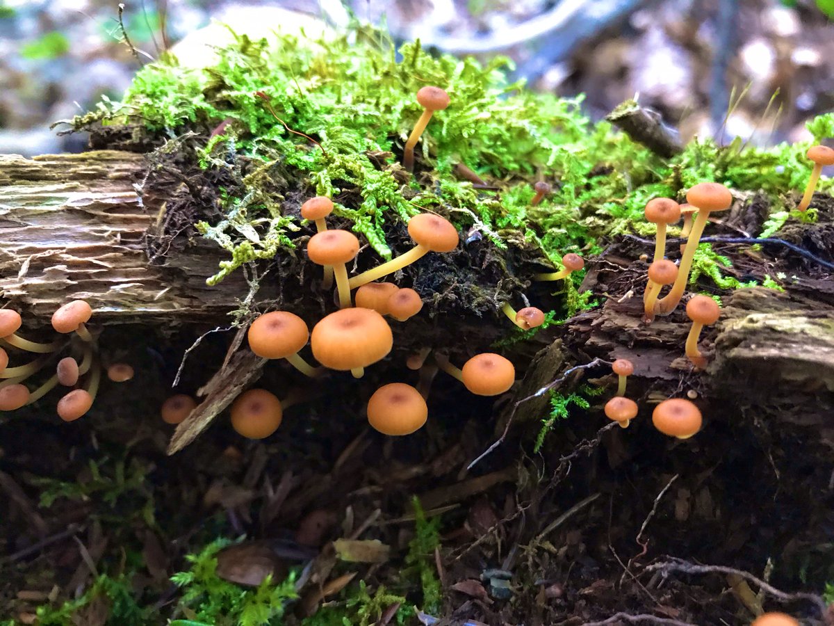 Photograph of a cluster of orange fungi and green moss on a log.