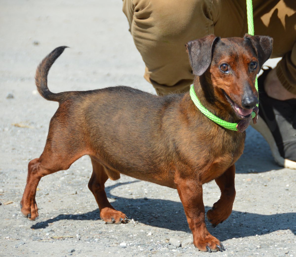 petsalive's tweet photo. Us seniors are great. We deserve to have our very own day! We deserve to have our own everything, and then not let anyone touch it! ~Nate
#SeniorSunday #SeniorWeiner #WeinerDog #Dachshund #Doxie #DontTouchMyStuff
Adoption Application: https://t.co/NsxyrdKnD4 https://t.co/TpwTMCBVFI