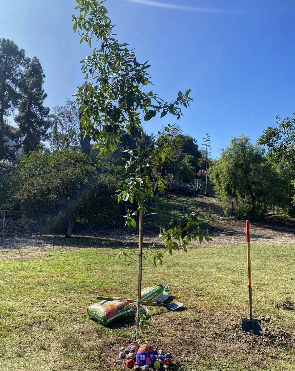 LMparksandrec's tweet photo. Meet MacArthur Park’s newest tree, a Brisbane Box!
Thank you to everyone who came out and supported Park Appreciation Day and Earth Day Fair with La Mesa Park and Recreation Foundation yesterday!
#LaMesaParks
@LaMesaCaParks https://t.co/ZPLaBu1zLN