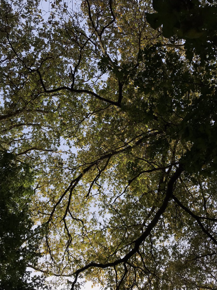 LoughtonMC's tweet photo. Great local walk. A loop from a Loughton to Abridge, Theydon Bois and back via #EppingForest #FindYourAdventure @Team_BMC https://t.co/u7ifVqiMjf