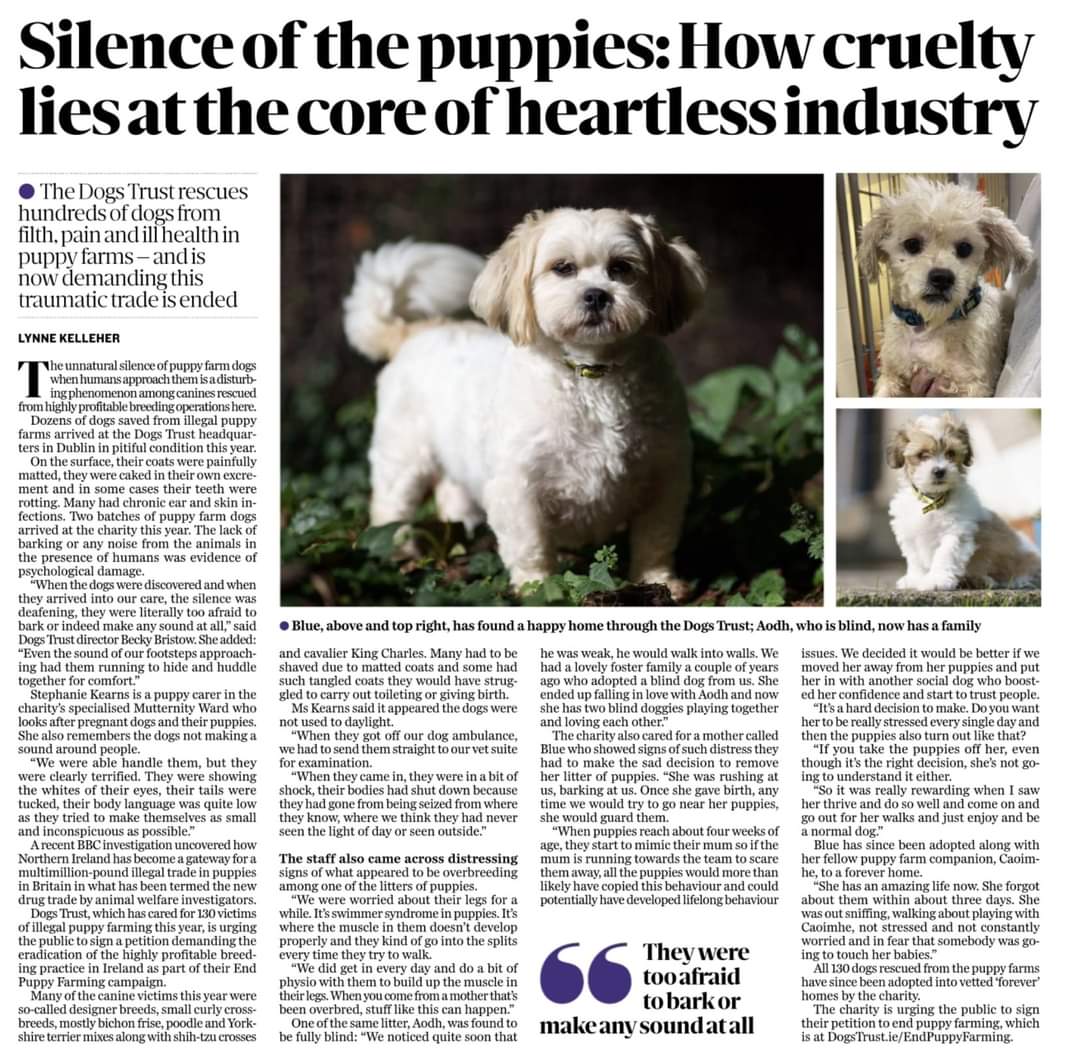 DoBetterDD's tweet photo. Help us to get #endpuppyfarming trending

The Dog Breeding Establishments Act 2010 legalised puppy farming. There is NO UPPER LIMIT of how many bitches a breeder can have. This is NOT what Irish people want.

Click https://t.co/LnoZzzoxyP to sign @DogsTrust_IE
petition. https://t.co/AgGARMyNfq