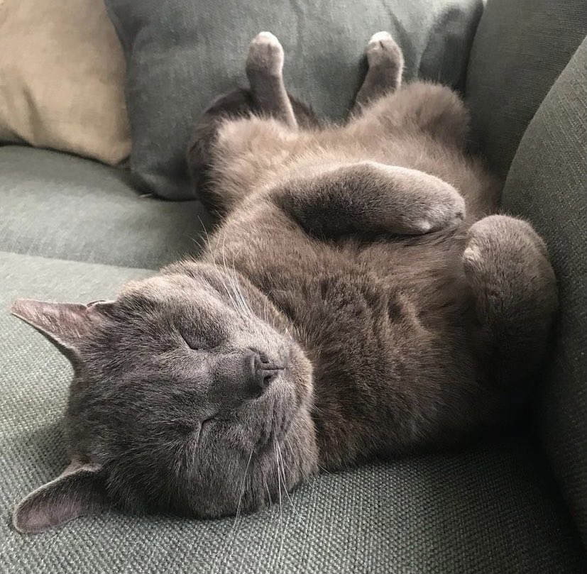 Jennifer Cullen tweet media