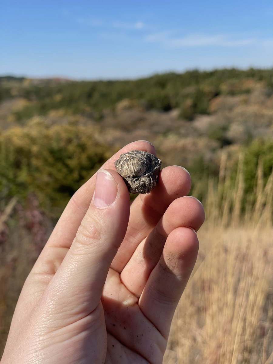 ABVolcanologist's tweet photo. I originally planned on hiking through the Flint Hills to observe the fall foliage… But I may have gotten distracted by the fossiliferous limestone. #GeologistProblems https://t.co/0LAGmW4Geo