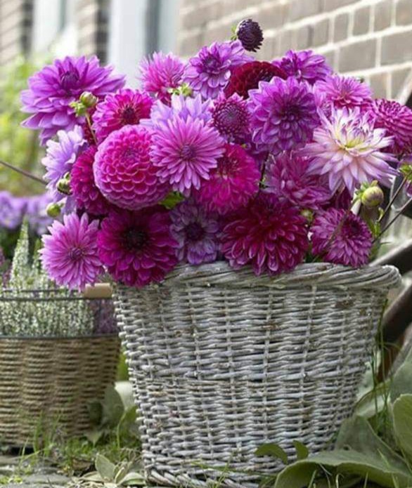 ruben_corella's tweet photo. #purplepower #flowers #flores #podermorado #bellezza #Autumn #blossoms #beautiful #Belleza #art #felizsemana https://t.co/pxcXgbzvOk