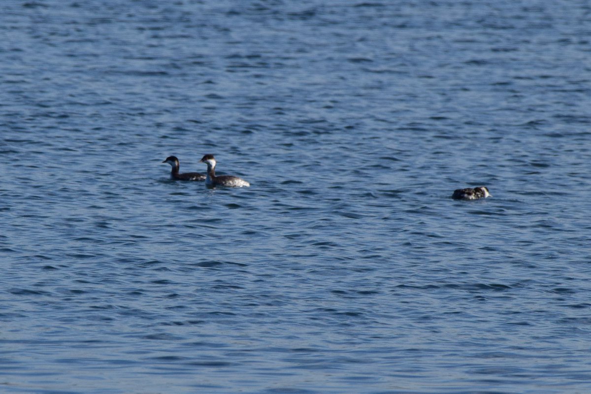 OurActivate's tweet photo. Newest arrivals!!!
#HornedGrebe
The one on the left found something yummy to eat!
#birds #birdwatching #Grebe #FallArrivals #wildlife #nature #outdoor #KeepOurWaterClean @BirdQueens #NYC #BirdsSeenIn2021 #welcomeBack https://t.co/fTZgCcG6Sj