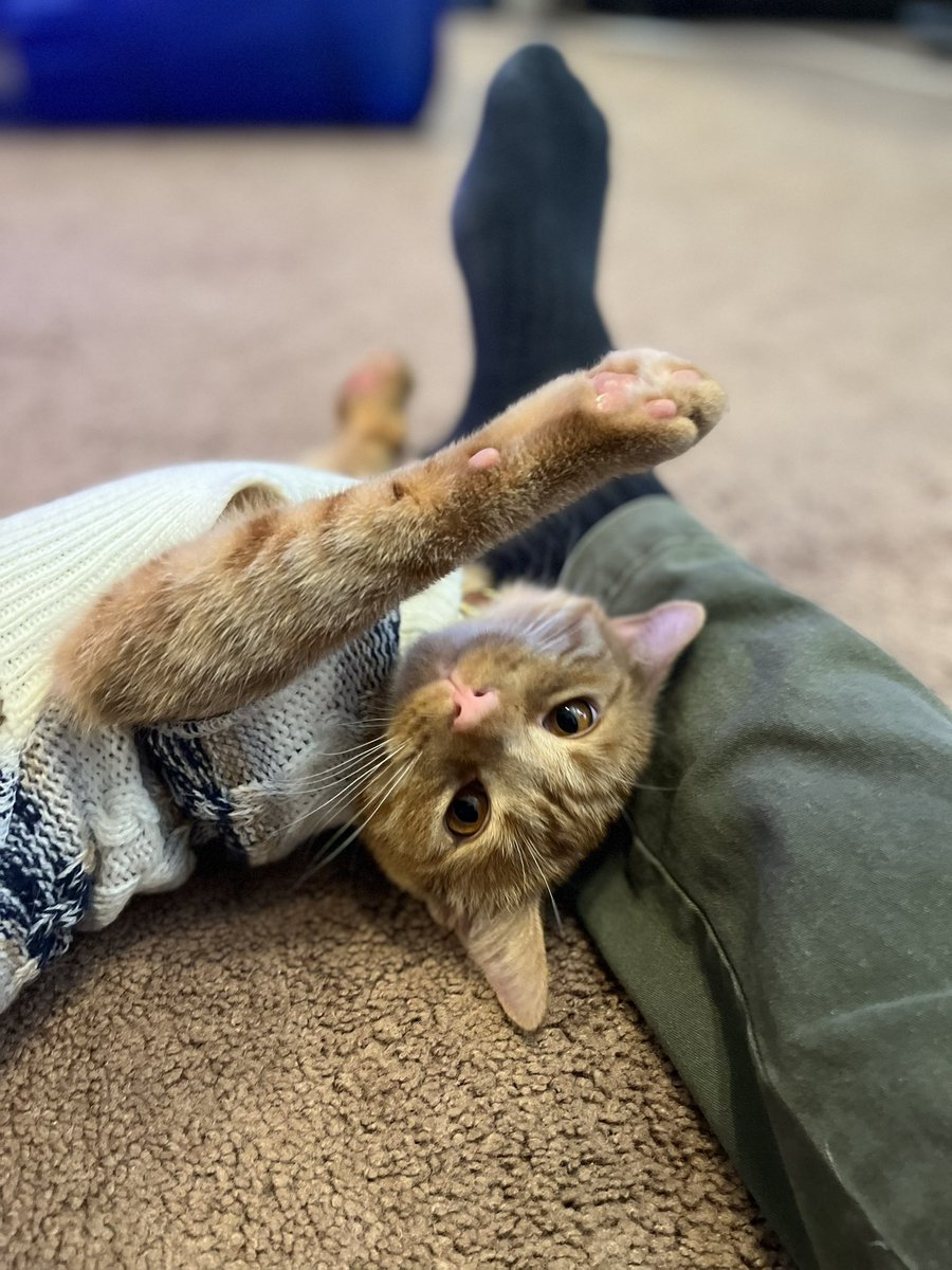 Colin Hamill tweet media