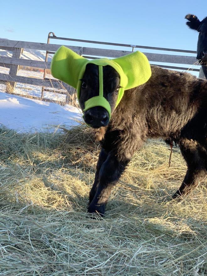 found out farmers often protect their young cows from frostbite by using special earmuffs and i mean just look at them