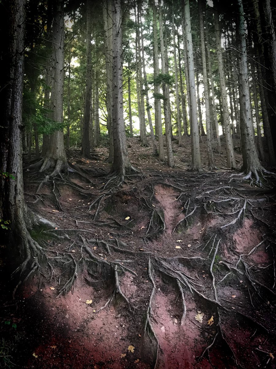 Tangled tree roots in the forest
