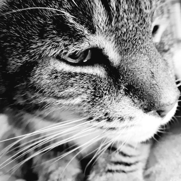 PurcellAnimals's tweet photo. @ColeTheBlackCat My baby Mykiah was leash trained. He went to many outdoor events with me. I have social phobia so he helped me feel more secure. https://t.co/As8tXDBmor