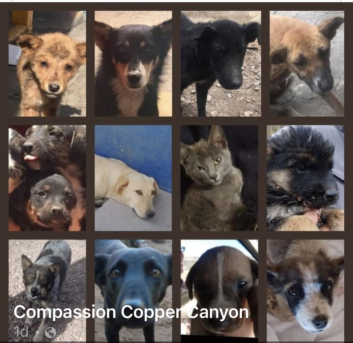 CompassionCopp1's tweet photo. Look at these sweet faces, all they want is some love and food oh and to be #spayedandneutered ;) https://t.co/cllePpuidV