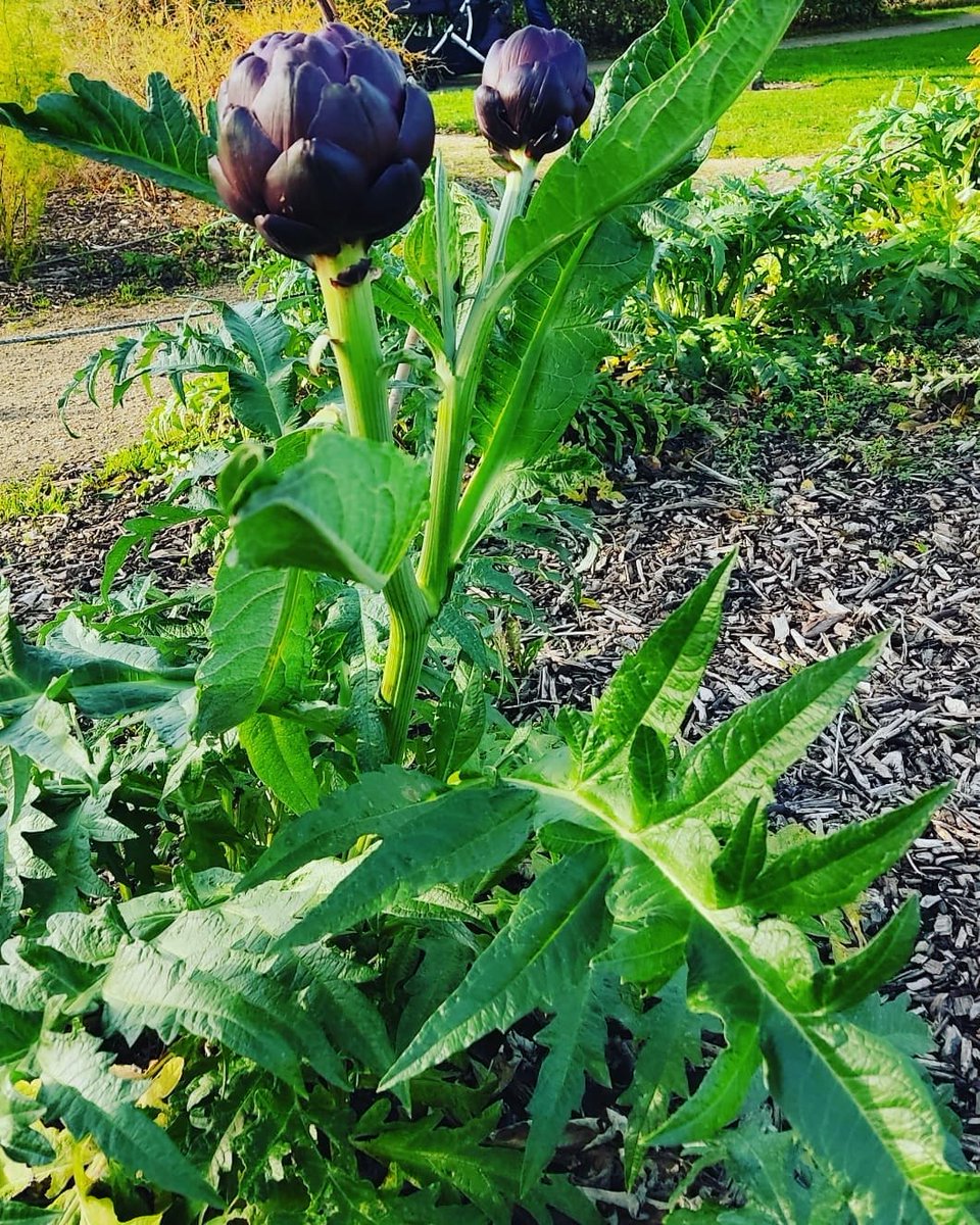 theculinarycelt's tweet photo. Beautiful day today at the house, gardens, café and farm of @AirfieldEstate 
This 38-acre estate mindfully pushes the boundaries of what agricultural land can achieve 🌱 
...Where should I visit for my next weekend day trip? 
#sustainability #foodeducation #farmtoform https://t.co/aGVsJcatYa