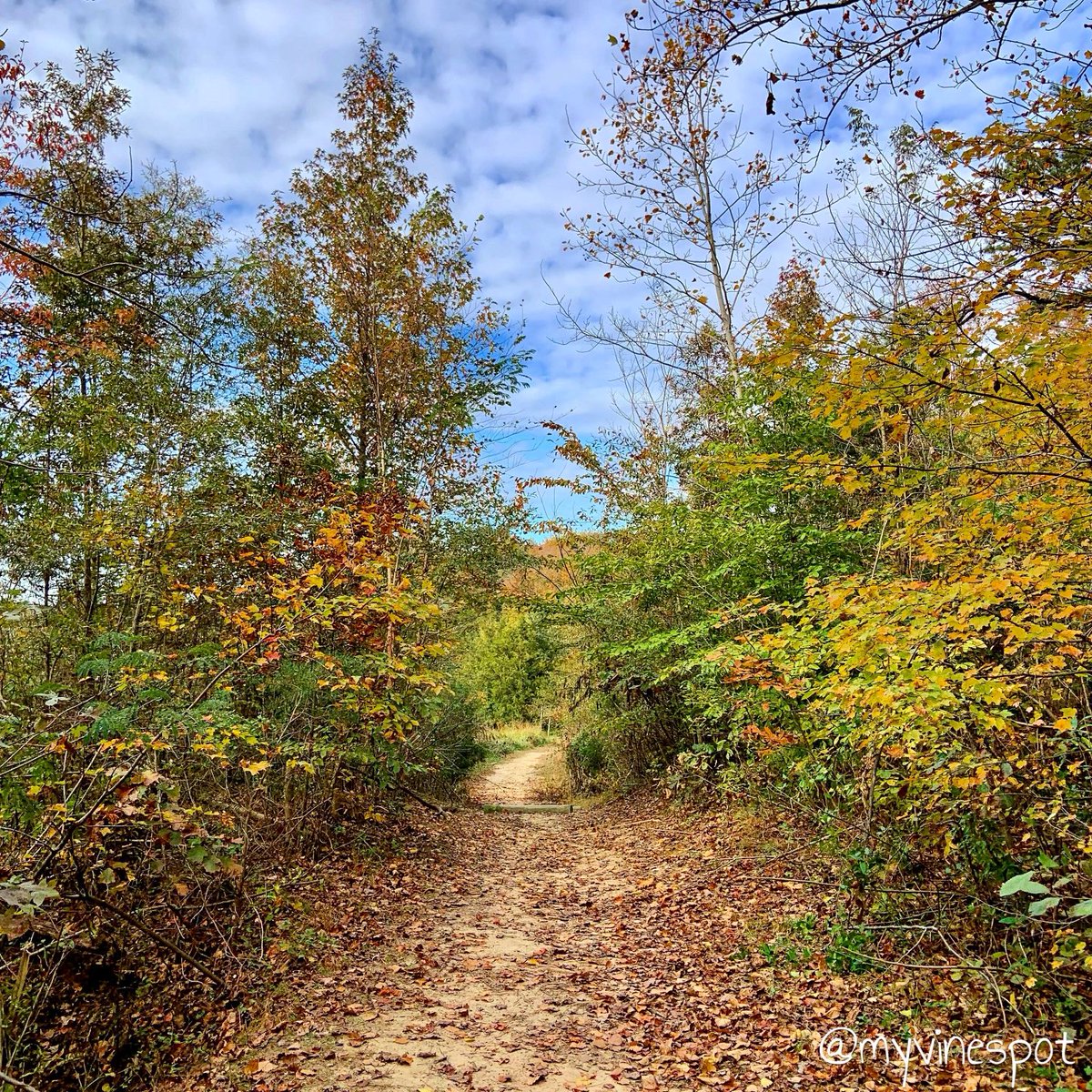 myvinespot's tweet photo. It's a beautiful day for an autumn stroll! 🍂🍁
#fall #autumn #fallinva #beautiful #fallcolors #MotherNature #nature #walkingtrail https://t.co/vv7tceGd7N