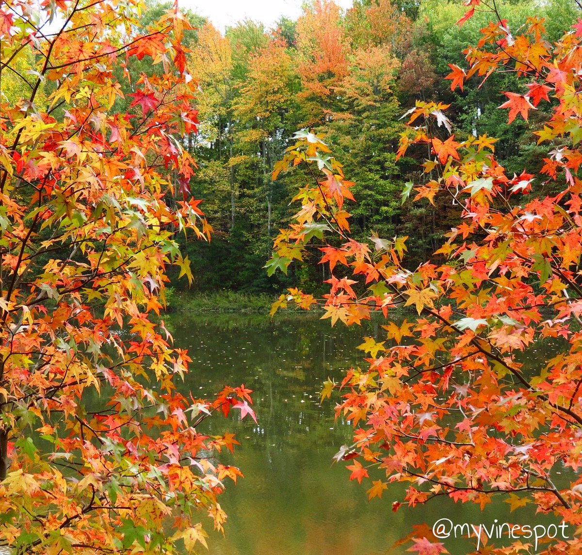myvinespot's tweet photo. It's a beautiful day for an autumn stroll! 🍂🍁
#fall #autumn #fallinva #beautiful #fallcolors #MotherNature #nature #walkingtrail https://t.co/vv7tceGd7N