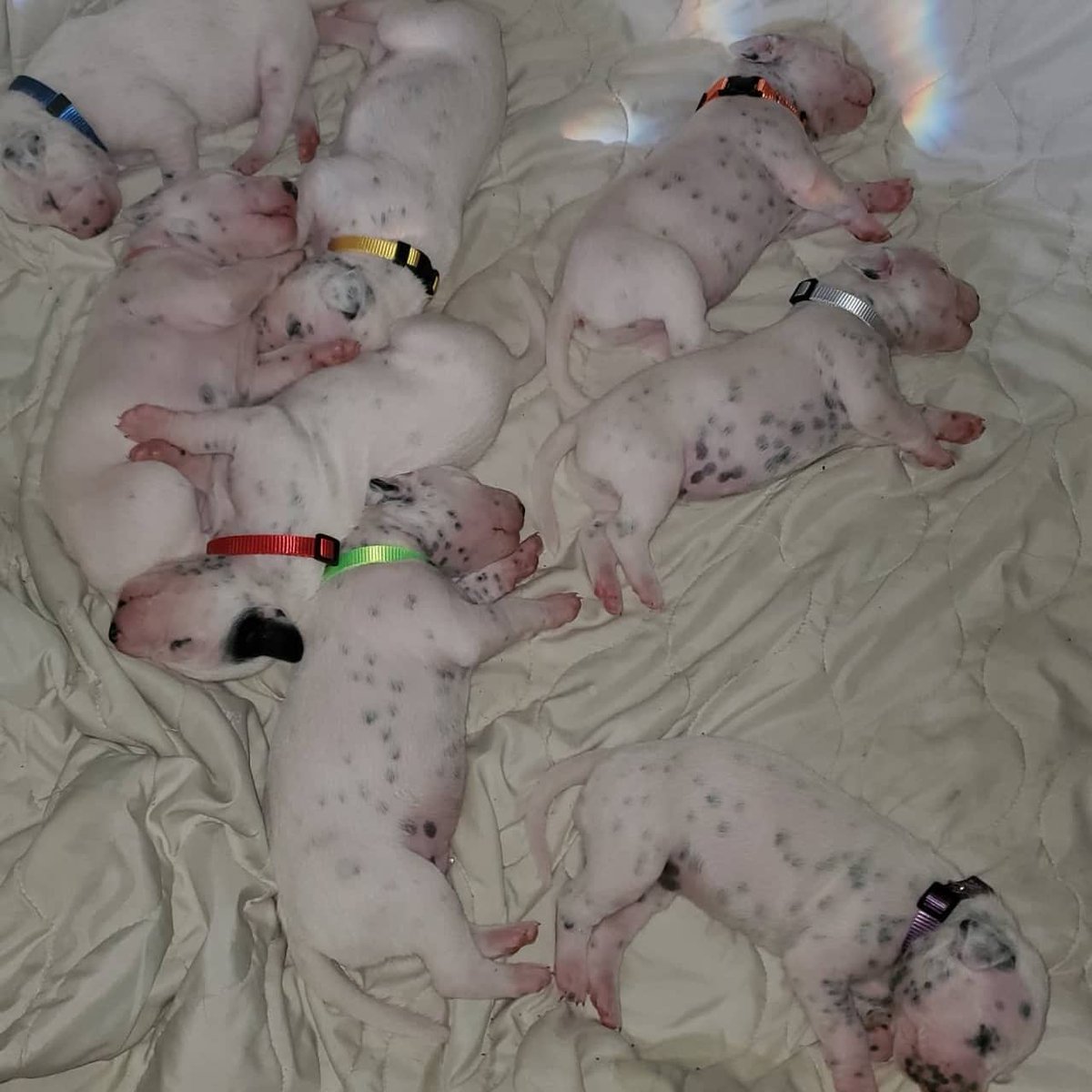 LisaMarie2515's tweet photo. Our puppies are getting so big!
DALLAS DALMATIANS https://t.co/nFsENlmZOU