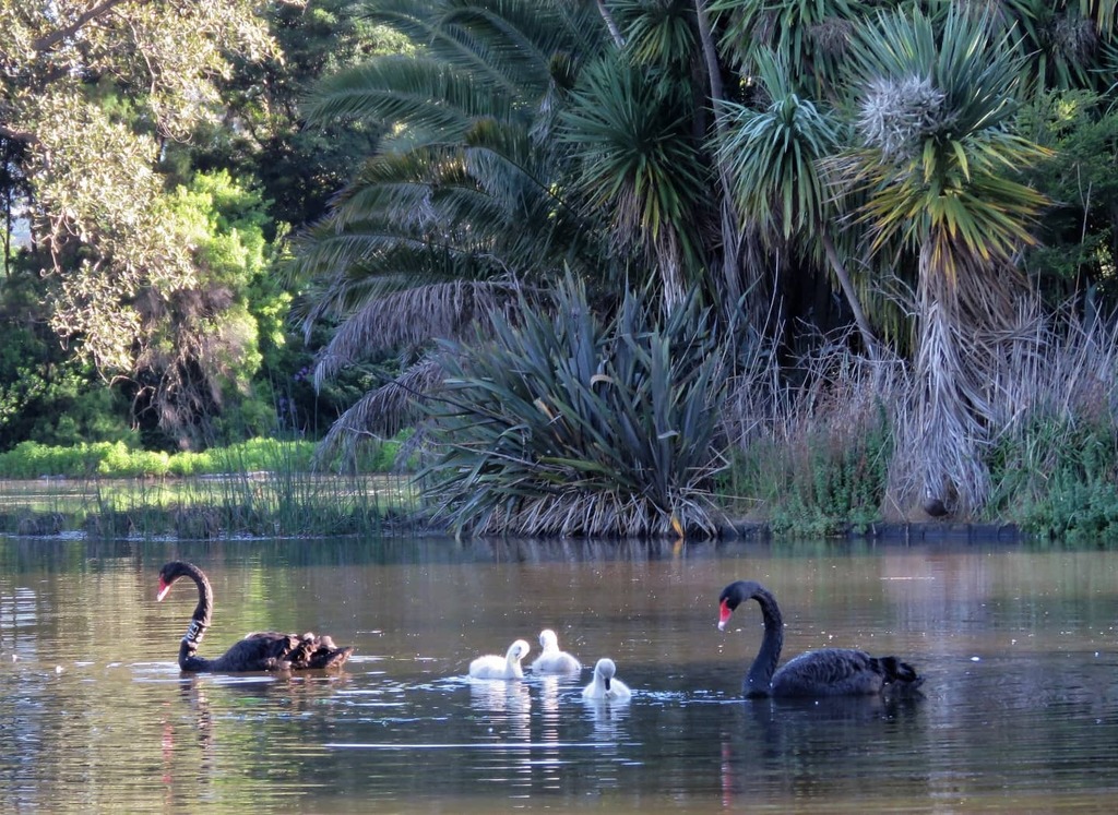 RBG_Victoria's tweet photo. Cygnets and parents in Ornamental Lake
Daily photo by @TimEntwisle #PassionForPlants #MelbourneGardens #RoyalBotanicGardensVictoria #plants #garden #gardenplants #botanicalphotography #gardenflowers #flowers #botanicgardens #sprummer #spring (Instagra… https://t.co/iLIJWfG3Dj https://t.co/0M1oELX0Mb