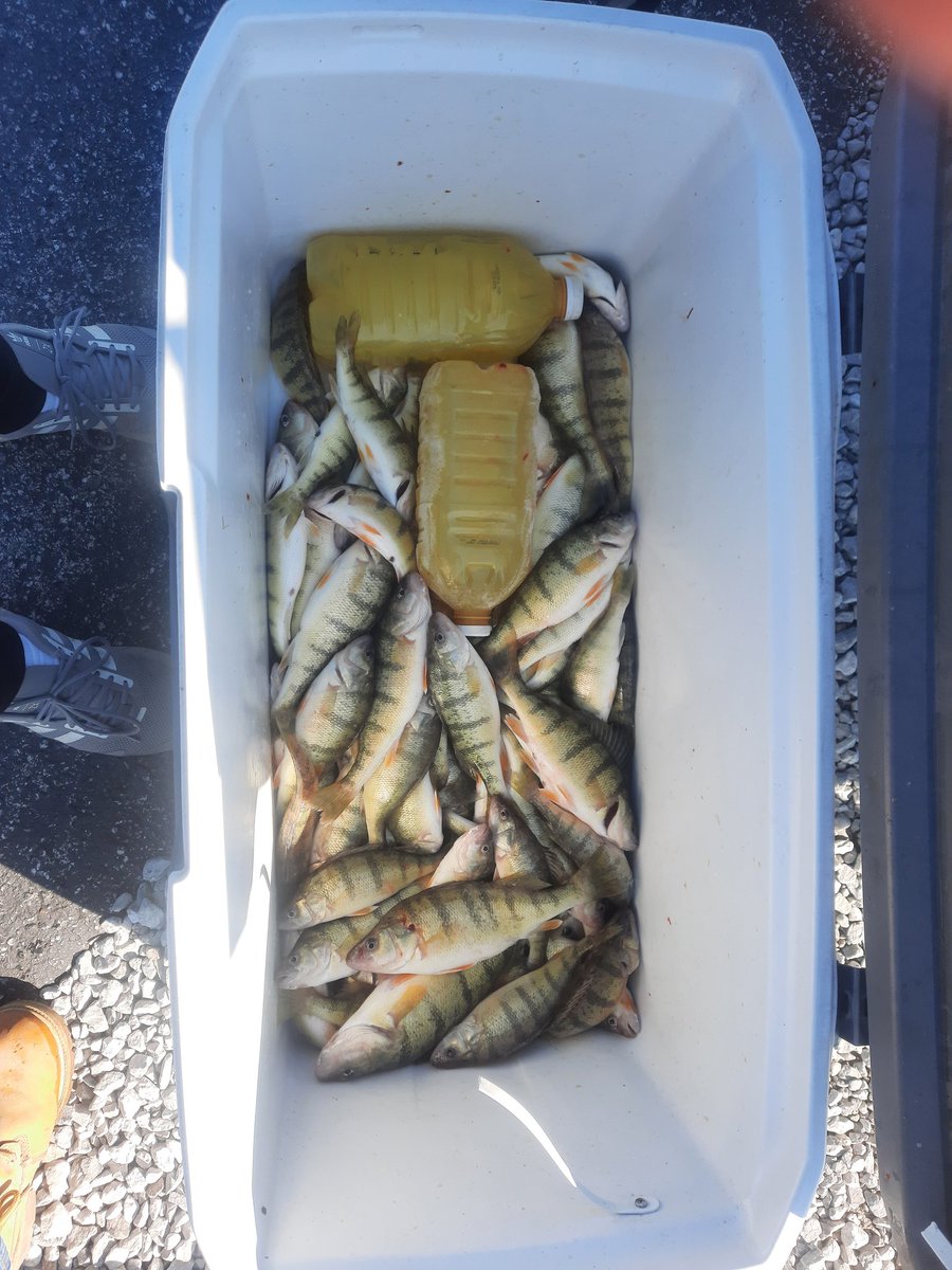 Perch limit Sunday with a 13 1/8" Perch. (All Ohio)